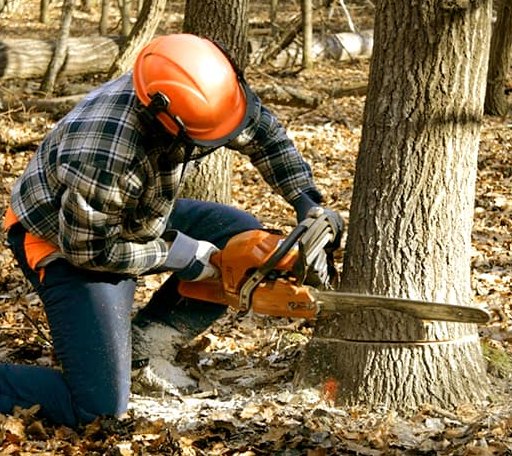 Tree Removal in Burlington, CT